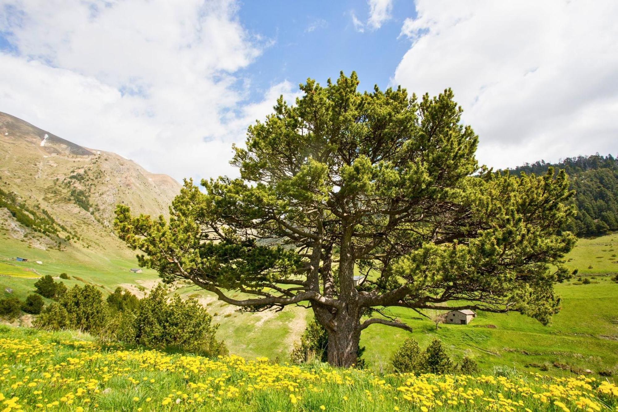 Andbnb I Reserva Toda La Borda Del Pi Solo Para Ti Villa Canillo Bagian luar foto